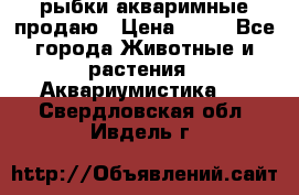 рыбки акваримные продаю › Цена ­ 30 - Все города Животные и растения » Аквариумистика   . Свердловская обл.,Ивдель г.